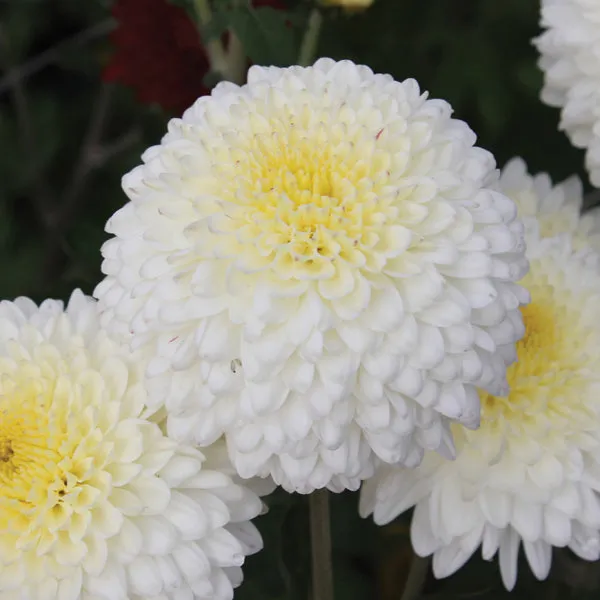 Chrysanthemum Margaret jonge planten mix 5 stuks herfst
