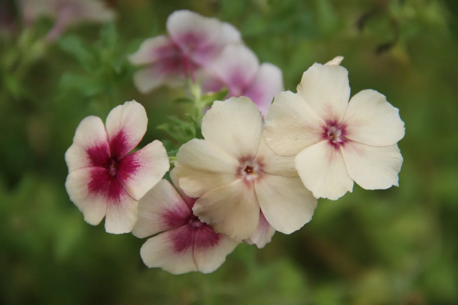 Vitale Rassen Vlambloem Blozend Hartje zaden