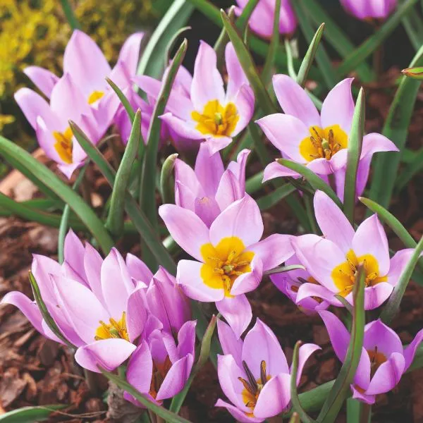 World Botanics Pulchella Humilis tulpenbollen 15 stuks