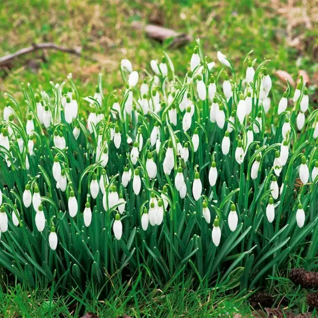 World Botanics Galanthus nivalis sneeuwklokjes 50 bollen
