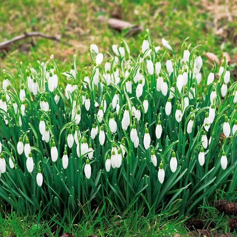 World Botanics Galanthus nivalis sneeuwklokjes 50 bollen