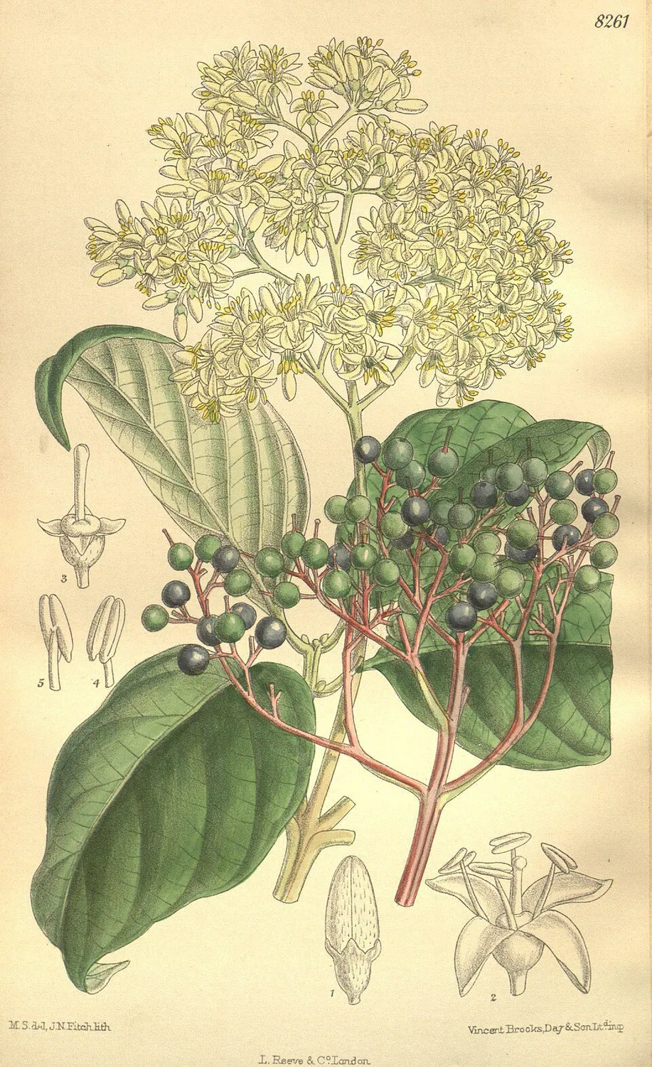 De Tuinen van MergenMetz Macrophylla kornoelje plant 30-40 eetbaar