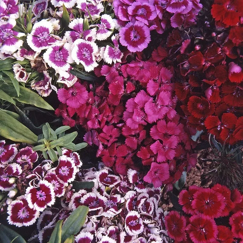 World Botanics Sweet William Messenger Mix duizendschoon 15 stuks