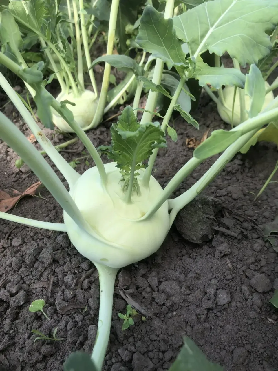 Vitale Rassen Lanro koolrabi zaden onbespoten