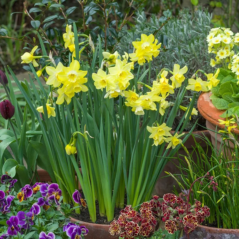 World Botanics Narcissus Pipit narcisbollen geel 15 stuks