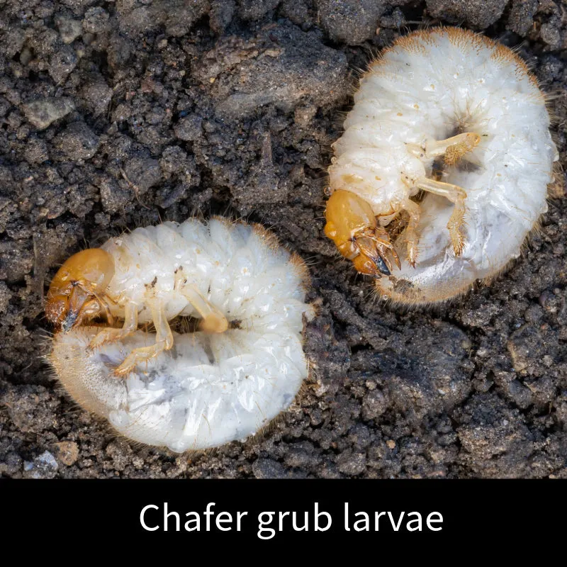World Botanics Chafer Grub aaltjes 100 m2 gazon biologisch