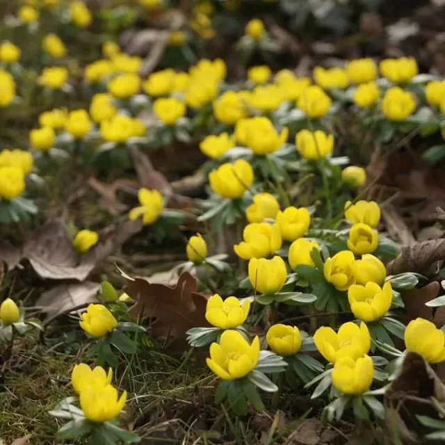 MediGran Eranthis hyemalis winterakoniet zaden onbespoten