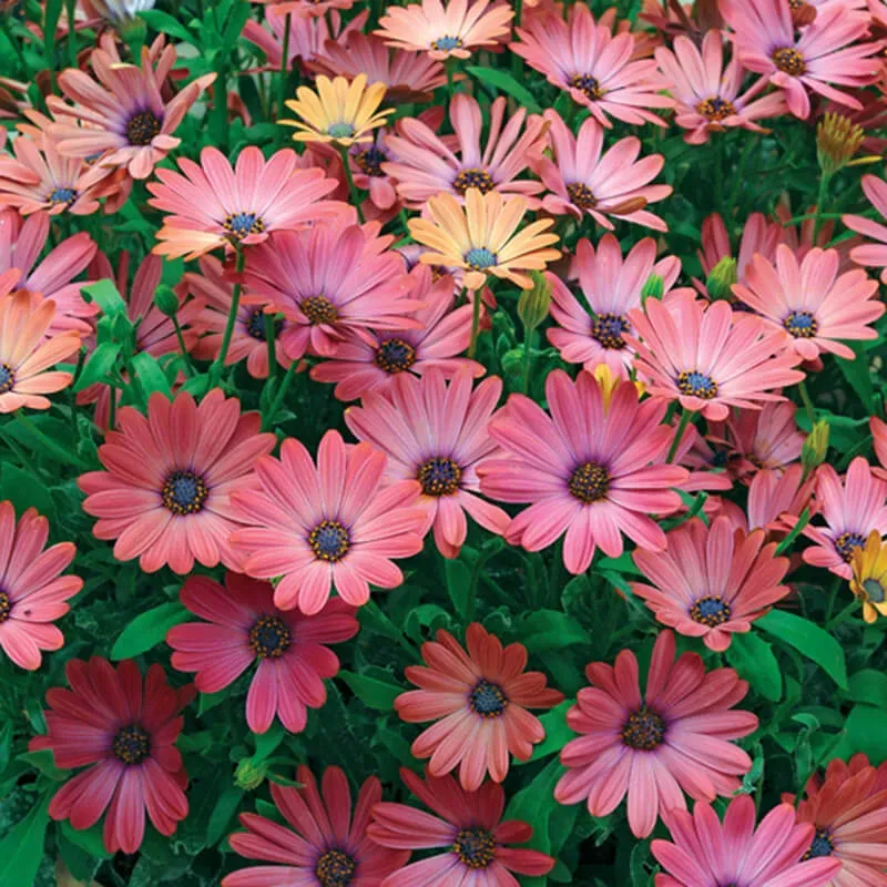 World Botanics Serenity Rose Magic Osteospermum planten 5 stuks roze