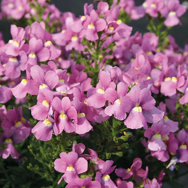 World Botanics Nemesia Karoo bloemenplanten 15 stuks geurend