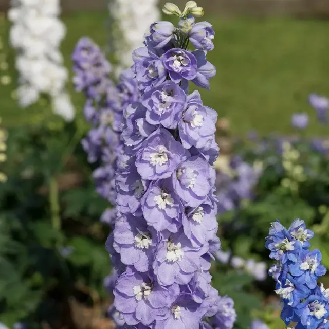 World Botanics Aurora Lavender jonge planten 5 stuks winterhard