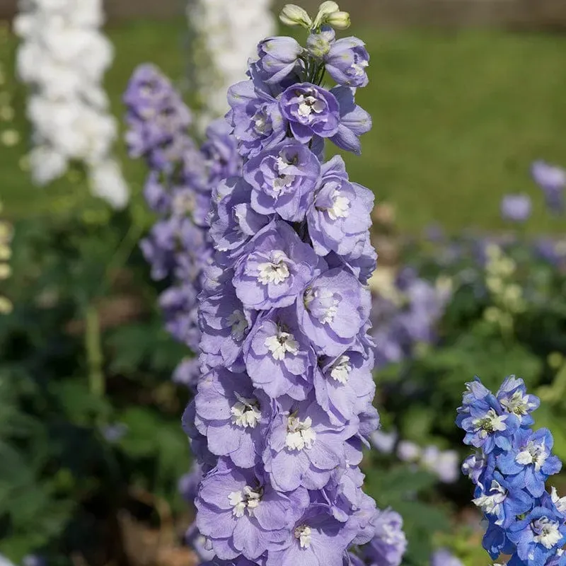 World Botanics Aurora Lavender jonge planten 5 stuks winterhard