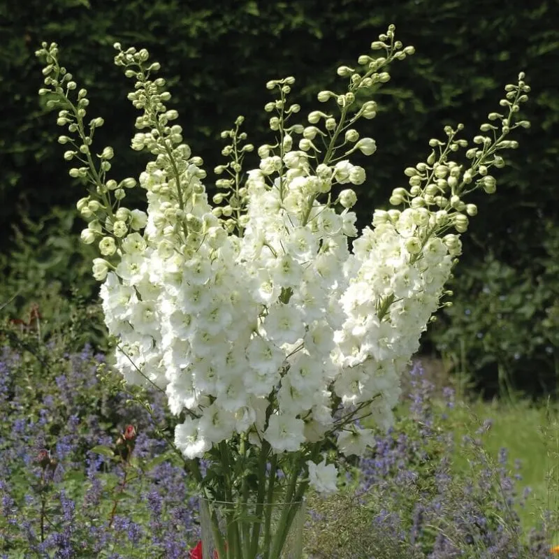 Delphinium Aurora White bloemplanten wit 5 stuks