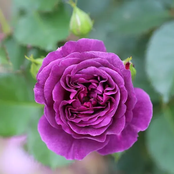 World Botanics Minerva floribunda roos kale wortel 1 plant