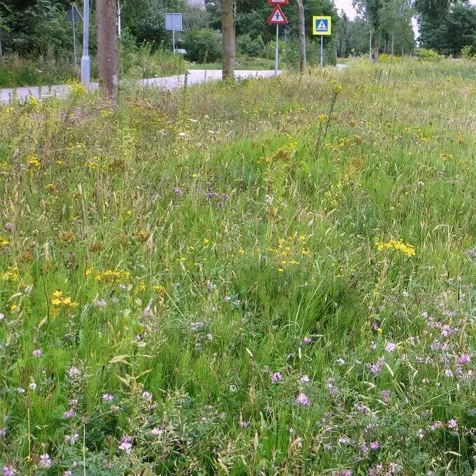 MediGran Graslandflora GV-47kr zaadmengsel kalkrijk hooiland