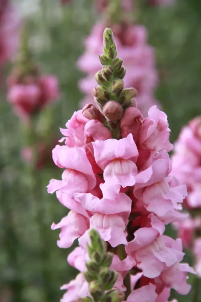 Vitale Rassen Lila Potomac leeuwenbek zaden onbespoten snijbloem