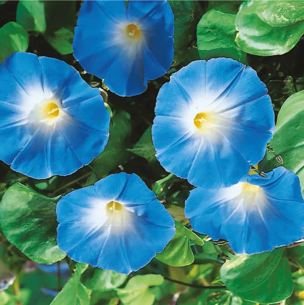 World Botanics Heavenly Blue morning glory zaden klimmer