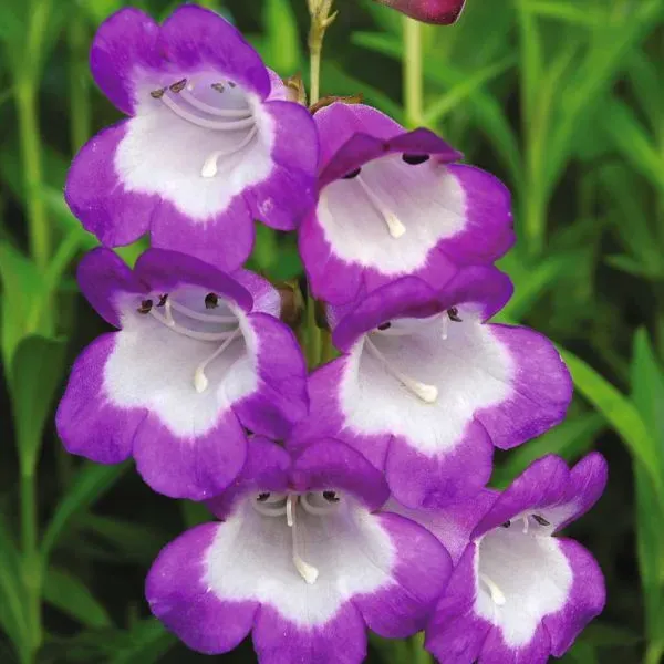 World Botanics Penstemon Czar bloemplant 5 jonge planten paars
