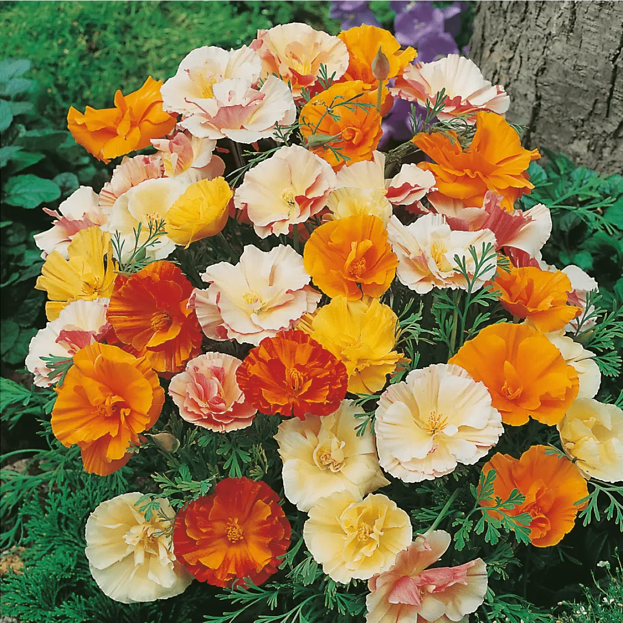 Johnsons Double Mixed californische papaver zaden gevuld