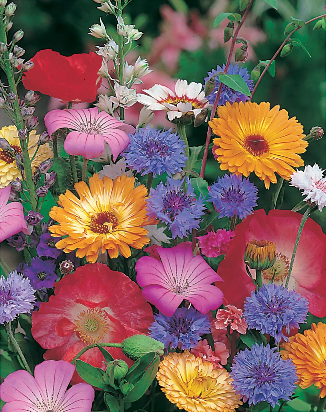 World Botanics Quick & Easy eenjarigenmix bloemzaden