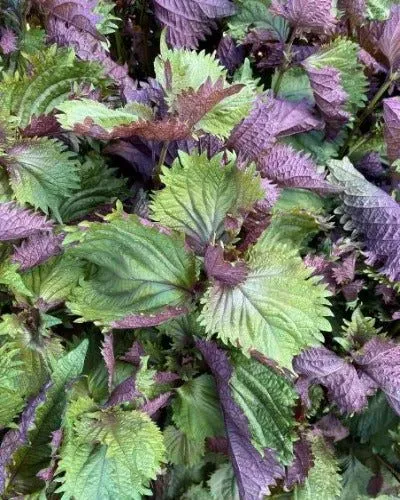 De Tuinen van MergenMetz Shiso Bicolor perilla zaden 0,3 gram mild