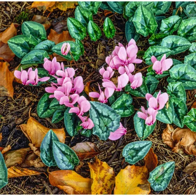 World Botanics Hederifolium cyclaam plant roze 9cm