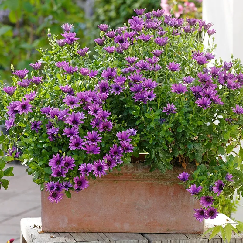 World Botanics Osteospermum Serenity bloemplanten 15 stuks mix