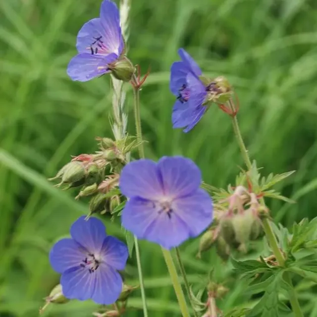 MediGran Beemdooievaarsbek Geranium pratense zaden onbespoten