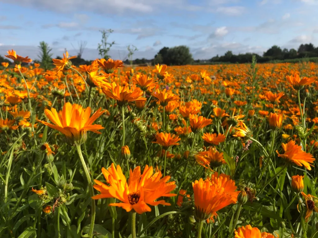 Vitale Rassen oranje goudsbloem zaden onbespoten