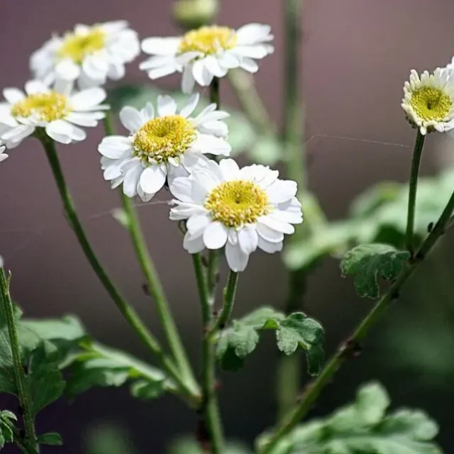 MediGran Tanacetum parthenium Moederkruid zaden wit