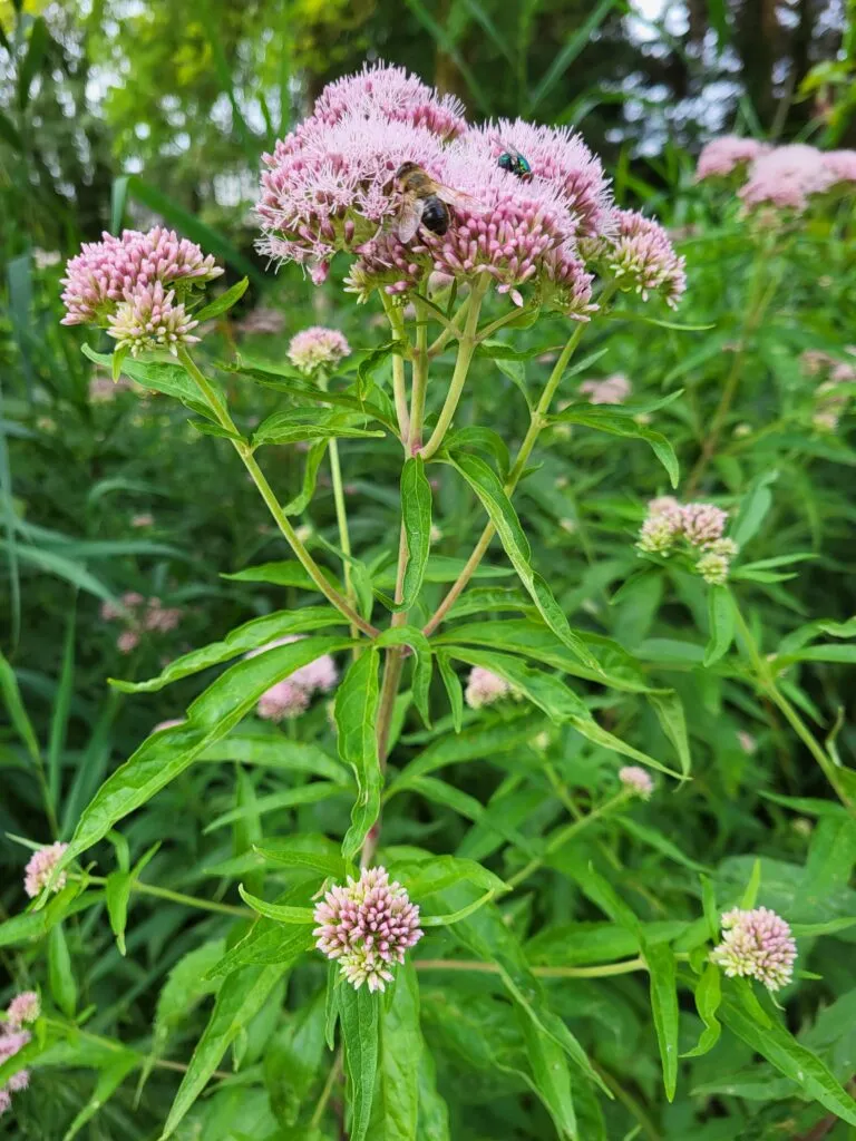 MediGran Eupatorium cannabinum koninginnenkruid zaden