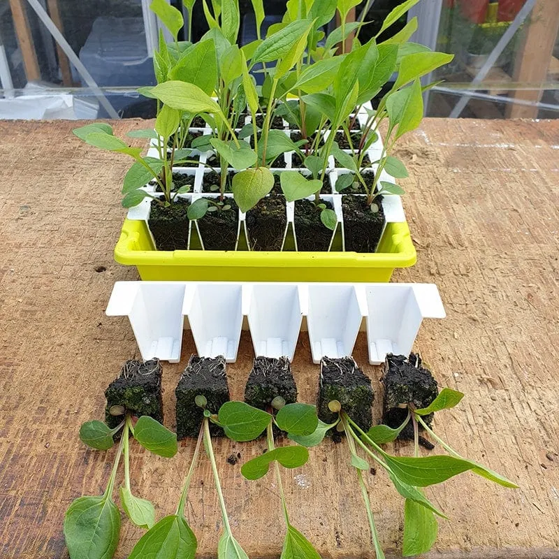 World Botanics Bustaseed Tip Out kweekset duo pack herbruikbaar