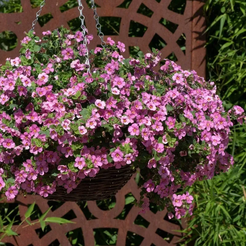 World Botanics Bacopa Pink bloemenplanten 15 jonge planten hangend