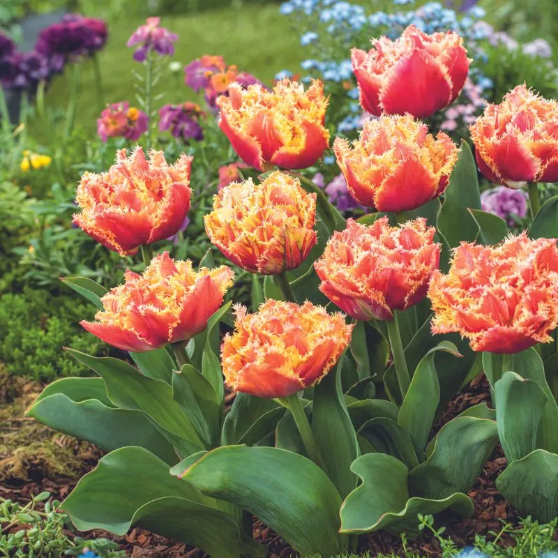 World Botanics Brisbane tulpenbollen 15 stuks dubbel
