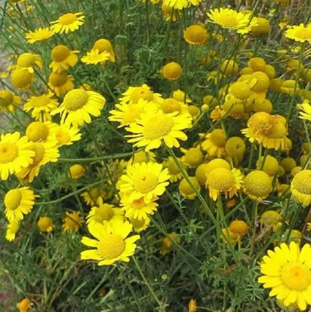 MediGran Anthemis tinctoria zaden gele kamille onbespoten