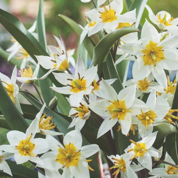 World Botanics Turkestanica botanische tulpenbollen 15 stuks