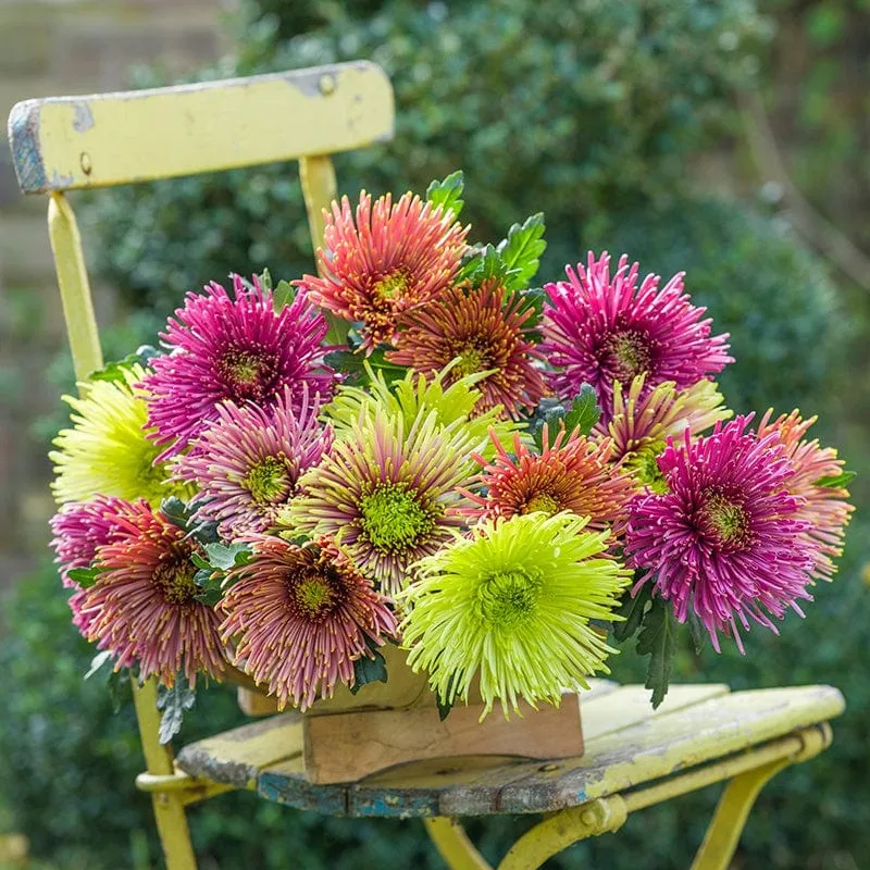 World Botanics Tula Starburst chrysant 5 jonge planten mix