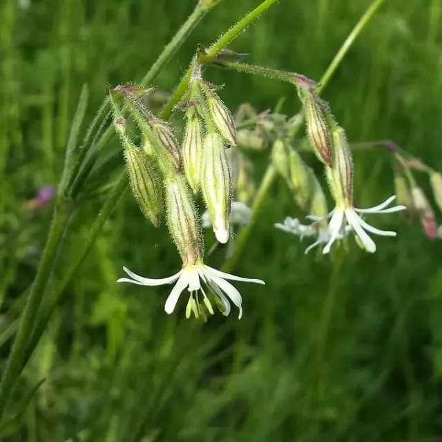 MediGran Silene nutans nachtsilene zaden wit