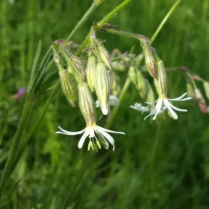 MediGran Silene nutans nachtsilene zaden wit