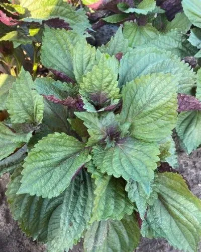 De Tuinen van MergenMetz Shiso Bicolor perilla zaden 0,3 gram mild