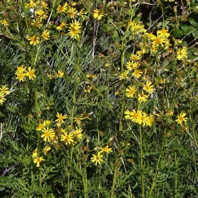 MediGran Jacobaea erucifolia viltig kruiskruid zaden