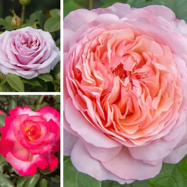World Botanics Hybrid Tea Trio rozen kale wortel 3 stuks