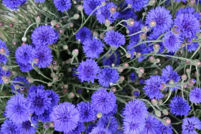 Vitale Rassen Korenbloem Blauw zaden onbespoten