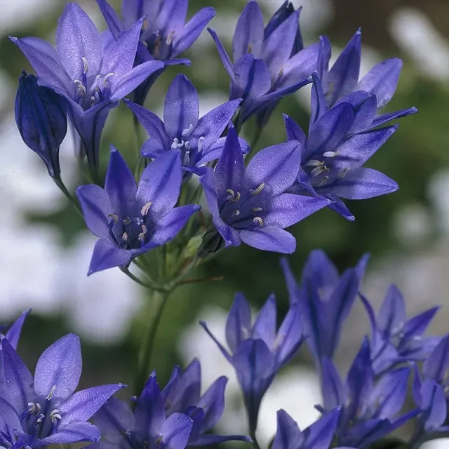 World Botanics Queen Fabiola triteleia bollen meerjarig