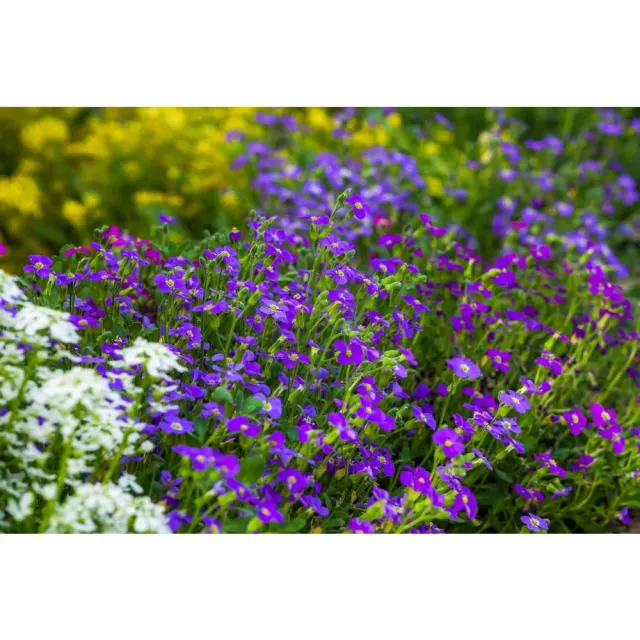 World Botanics Katie Blue aubrietaplanten blauw 15 stuks