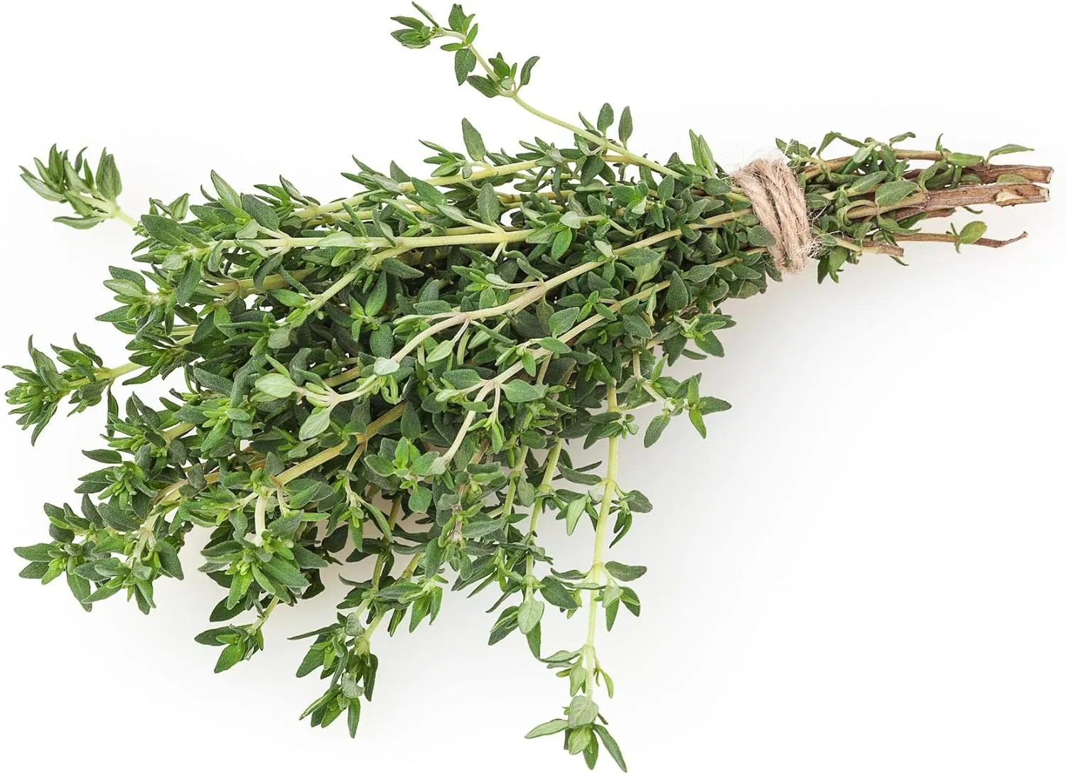 Herbal Age Premium Tijm tijmzaden ca. 1500 zaden winterhard