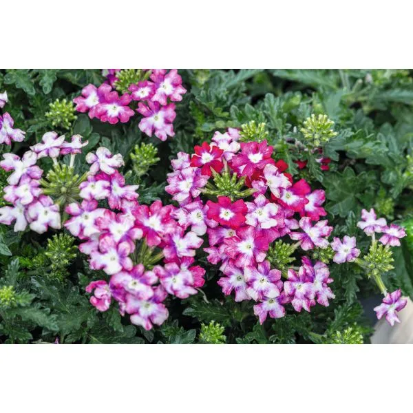 World Botanics Verbena Vectura perkplanten 15 stuks mix