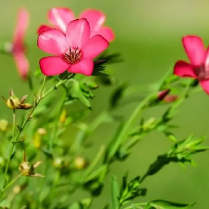 MediGran Linum grandiflorum rood vlas zaden onbespoten