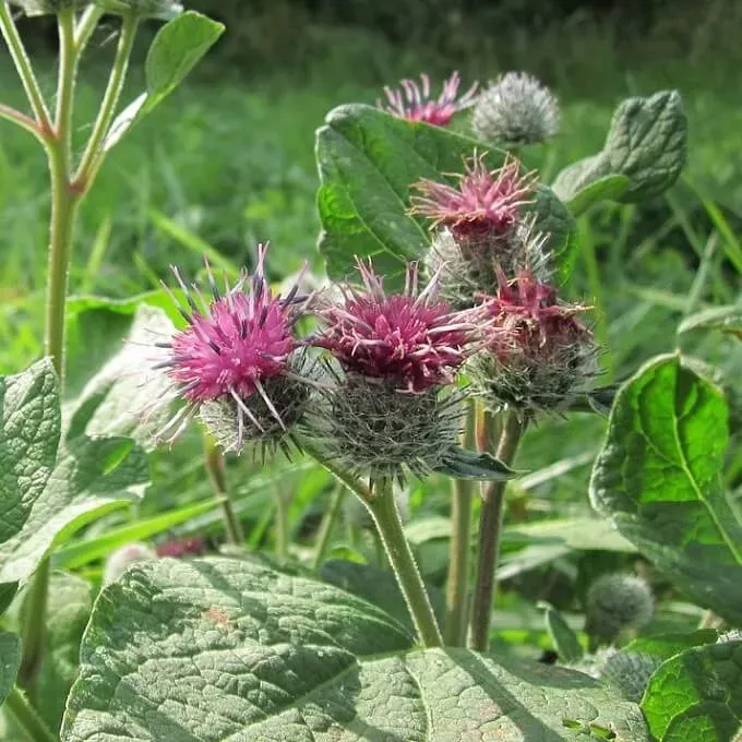MediGran Arctium tomentosum Donzige klit zaden onbespoten