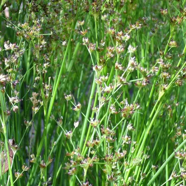 MediGran Juncus bufonis greppelrus zaden vochtminnend