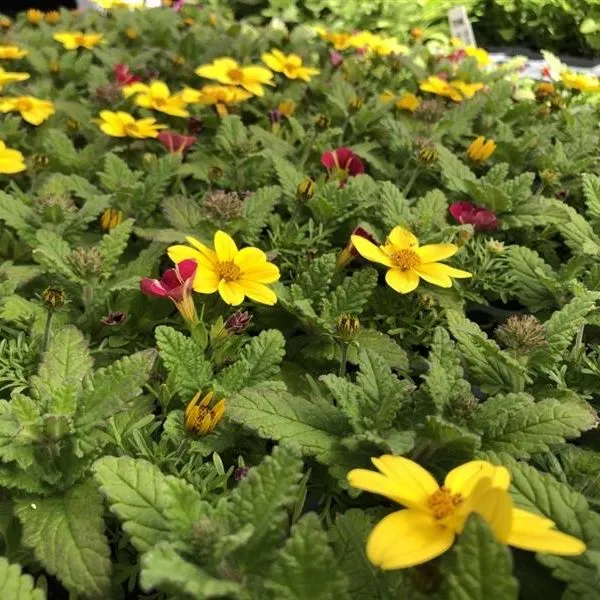 World Botanics Trixi Crazy Cocktail planten 5 stuks mix